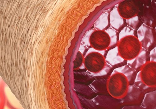 Ученые создали кровеносные сосуды, которые растут вместе с телом
